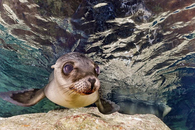 California sea lion (Zalophus californianus)