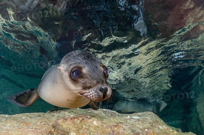 California sea lion (Zalophus californianus)