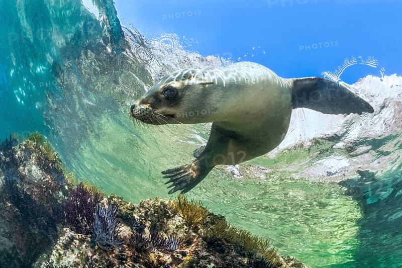 California sea lion (Zalophus californianus)