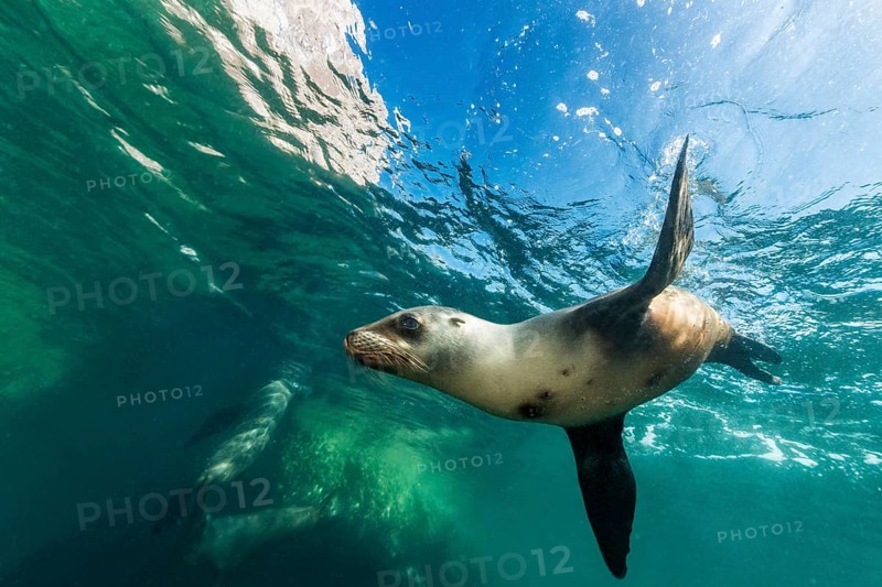 California sea lion (Zalophus californianus)