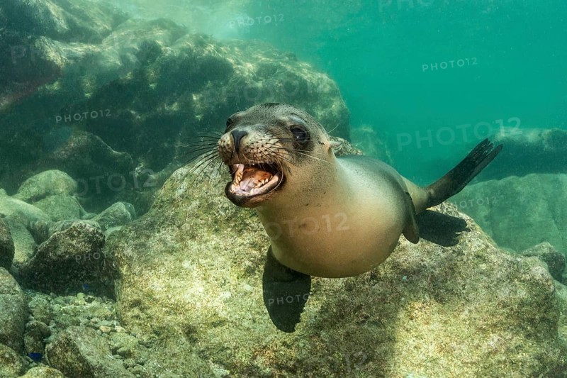 California sea lion (Zalophus californianus)