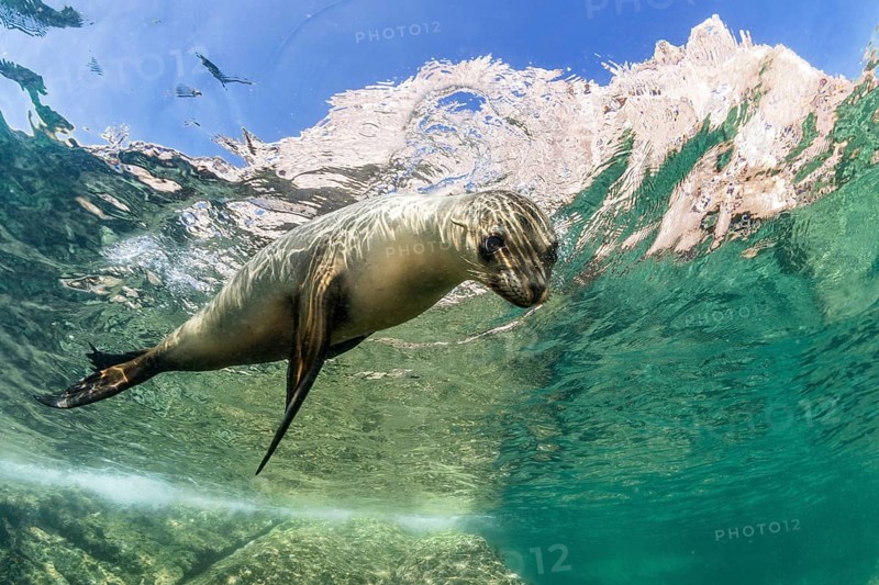 California sea lion (Zalophus californianus)