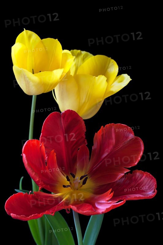 Yellow tulips and red parrot tulip (Tulipa)