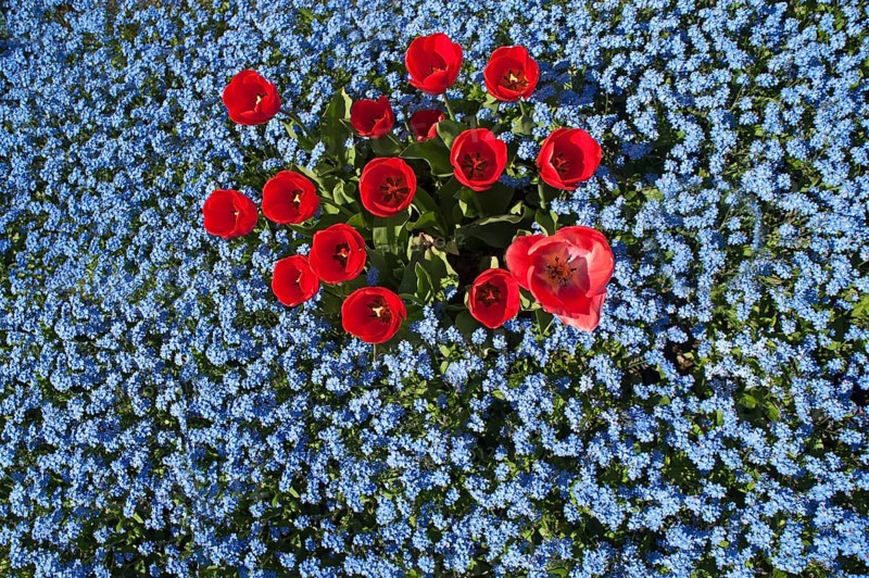 Red tulips (Tulipa sp.)