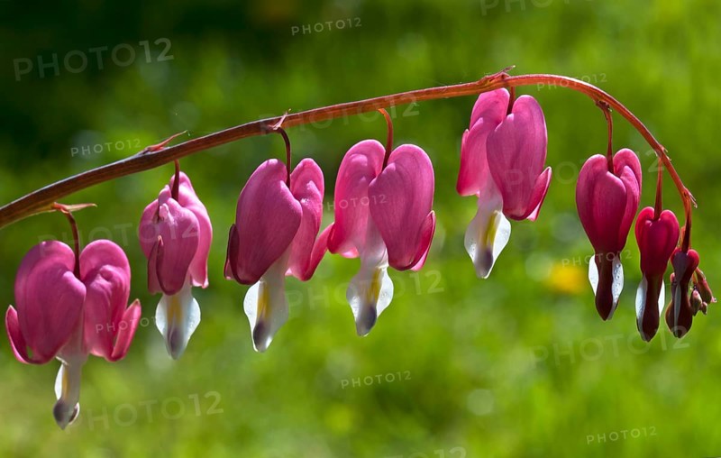 Bleeding heart (Lamprocapnos spectabilis)