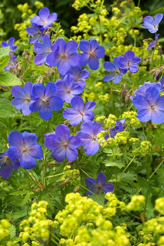 Meadow crane's-bill (Geranium pratense)