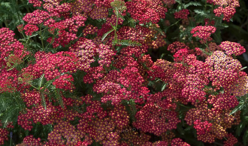 Red Yarrow (Achillea filipendulina)