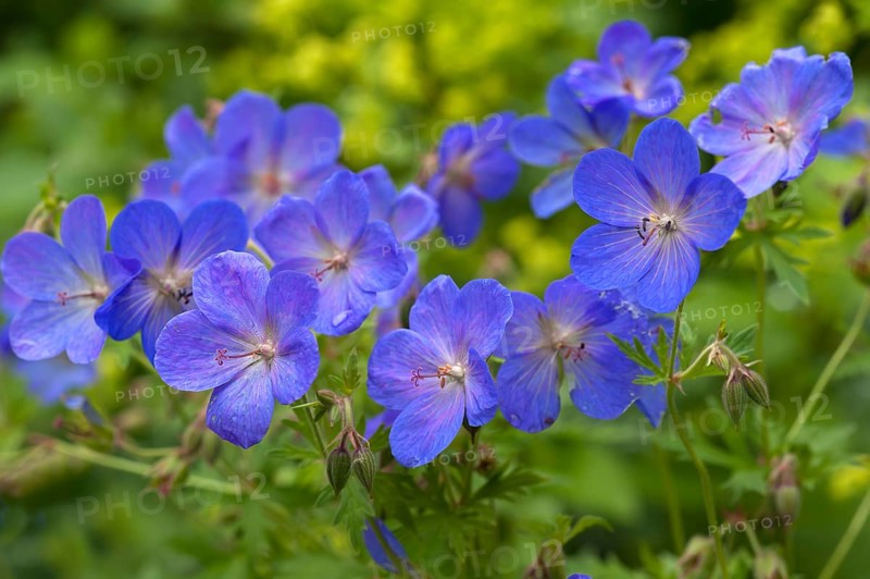 Meadow crane's-bill (Geranium pratense)