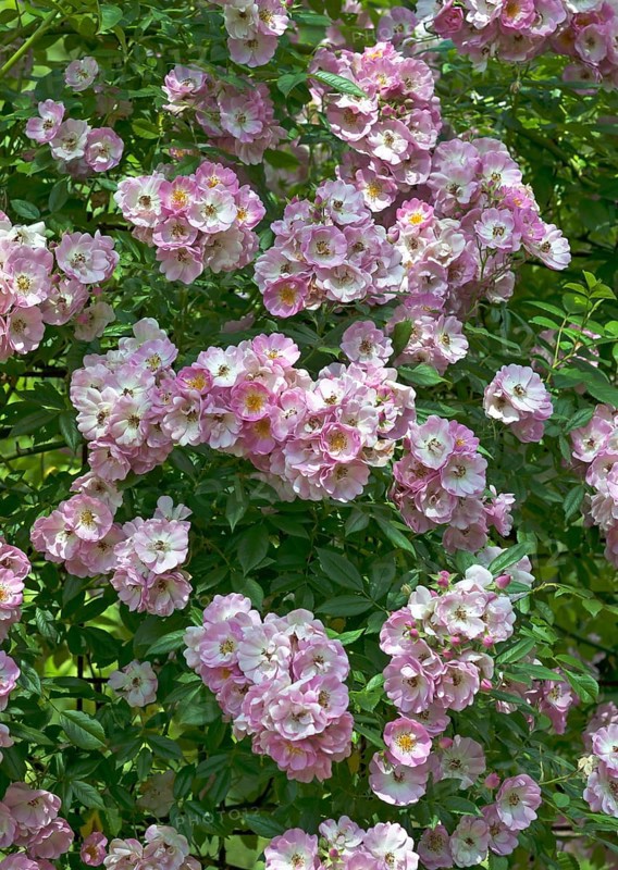 Blooming climbing rose