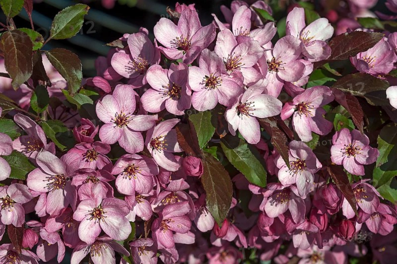 Flowering Crabapple (Malus sp.)