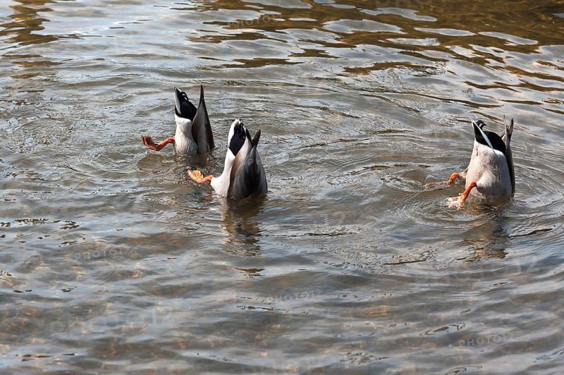 Three mallards or wild ducks (Anas platyrhynchos) dabbling
