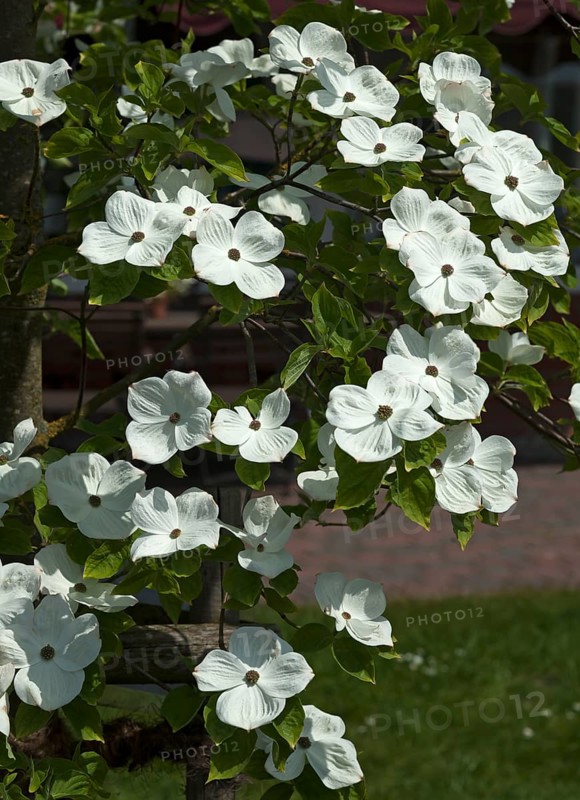 Flowers of mountain dogwood (Cornus nuttallii)