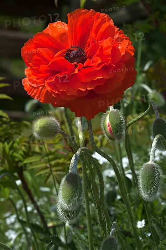Oriental poppy (Papaver orientale) flower