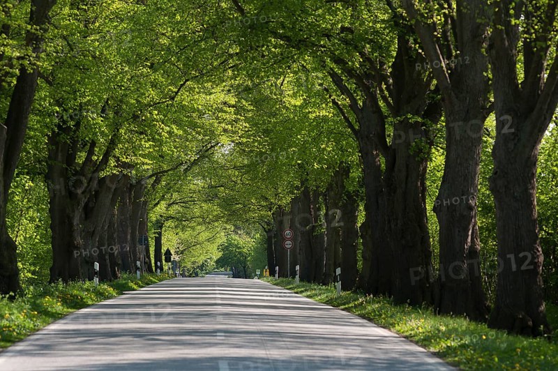 Largeleaf linden (Tilia platyphyllos) avenue