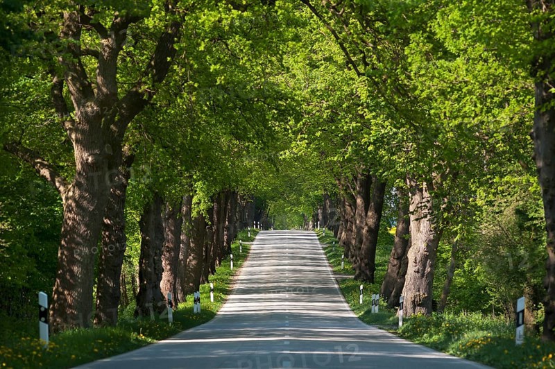 Largeleaf linden (Tilia platyphyllos) avenue
