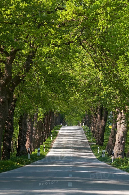 Largeleaf linden (Tilia platyphyllos) avenue