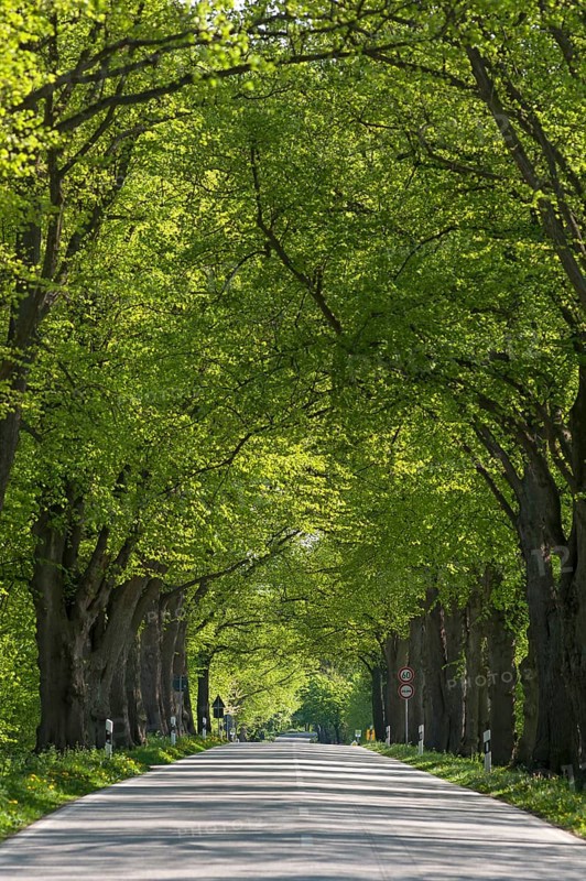 Largeleaf linden (Tilia platyphyllos) avenue