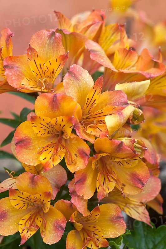 Yellow Peruvian lily (Alstroemeria)