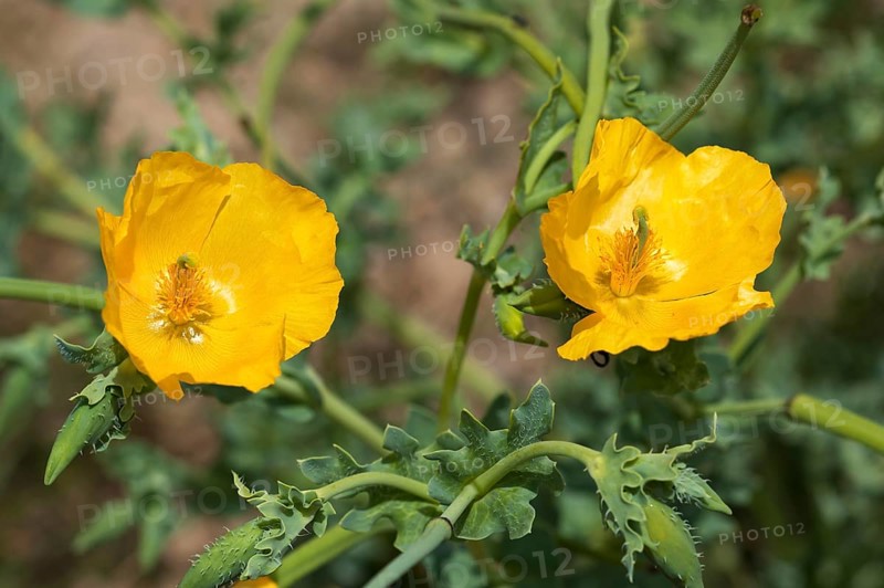 Yellow Horned Poppy (Glaucium flavum)