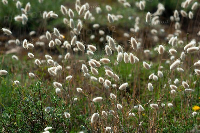 Hare's-tail (Lagurus ovatus)