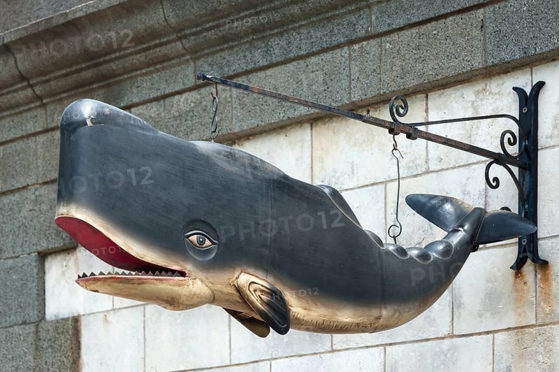 Whale model