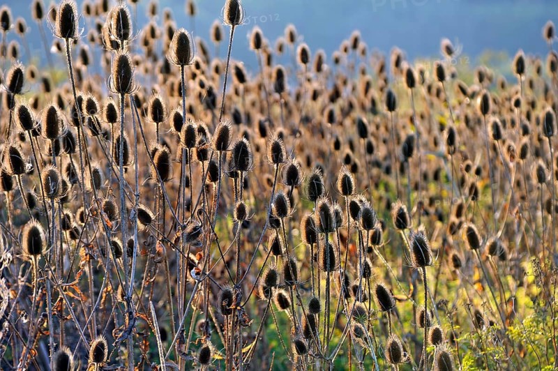 Faded Wild teasels (Dipsacus fullonum) in backlight