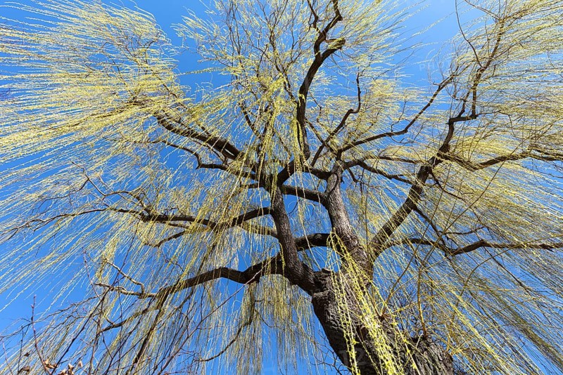 Weeping willow (Salix) with leaf growth in spring