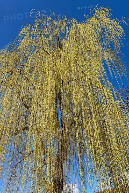 Weeping willow (Salix) with leaf growth in spring