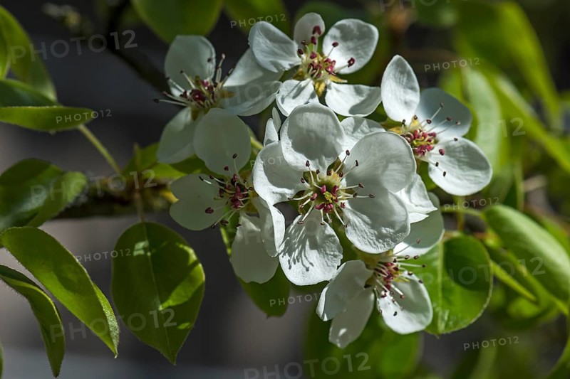 Flowers of an oil willow-leaved pear (Pyrus elaeagrifolia)