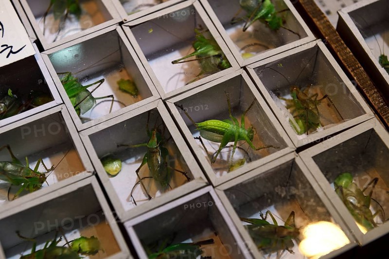 Crickets (Gryllidae sp.) in small boxes