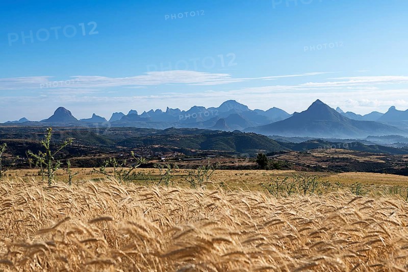 View over grain field to Gheralta Mountains