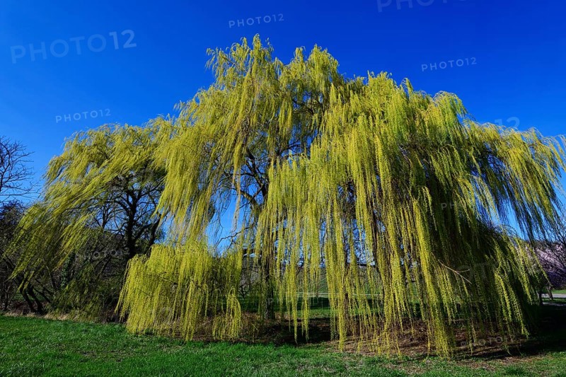 Weeping willow near Siebeldingen