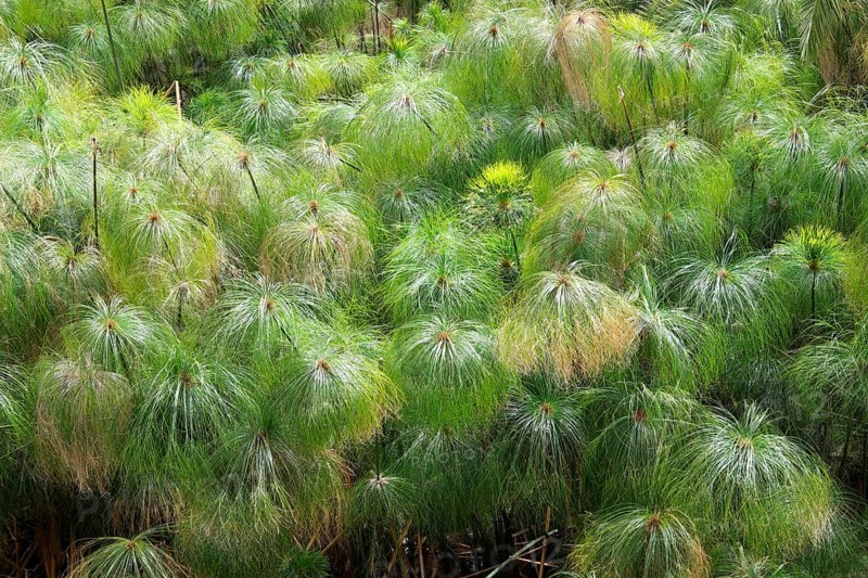 Papyrus sedge (Cyperus papyrus)