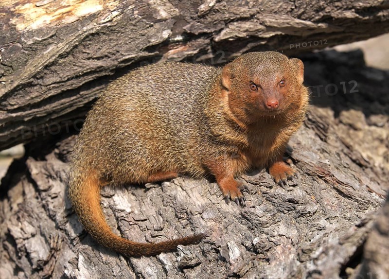 Dwarf mongoose (Helogale parvula)