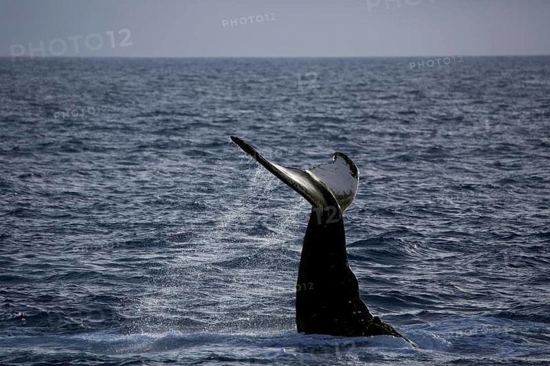 Humpback whale (Megaptera novaeangliae) species-typical behavior