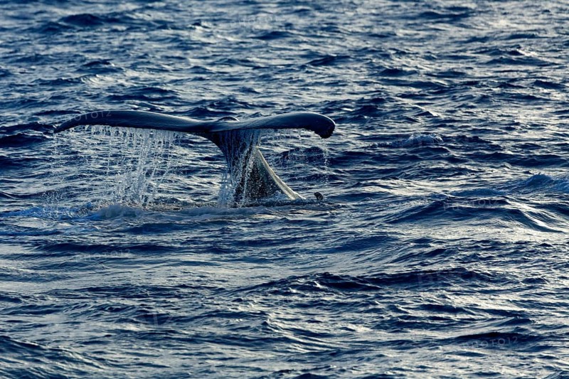 Humpback whale (Megaptera novaeangliae)
