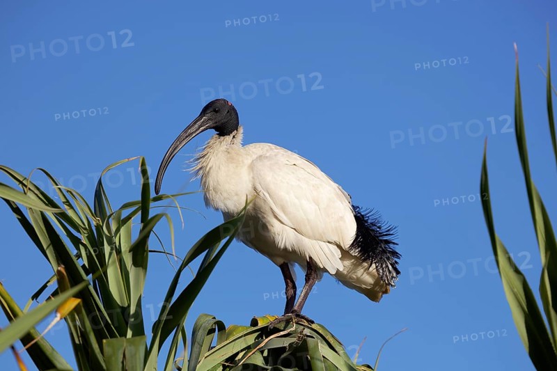 Australian White Ibis (Threskiornis molucca) sitting on tree