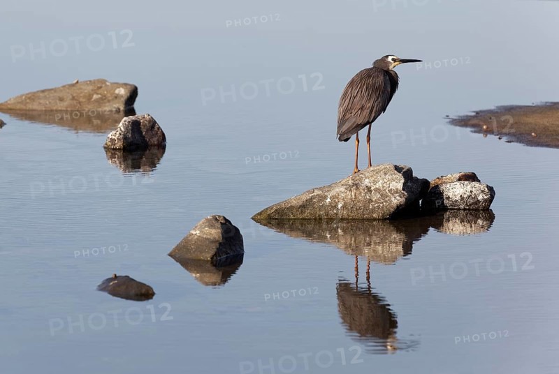 white-faced Heron (Ardea novaehollandiae) sitting on stone in rock pool