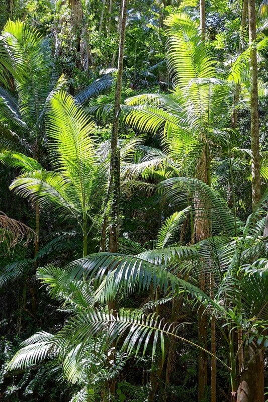 Phoenix palms (Archontophoenix)
