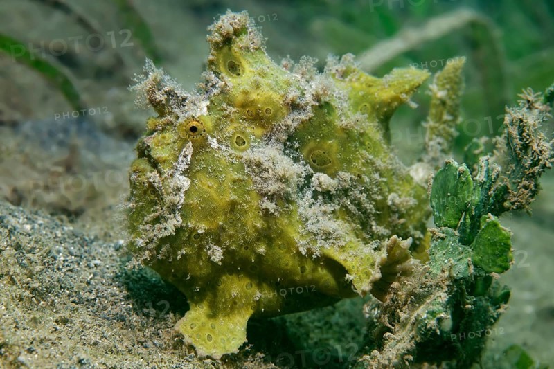 Painted Frogfish (Antennarius pictus) Green