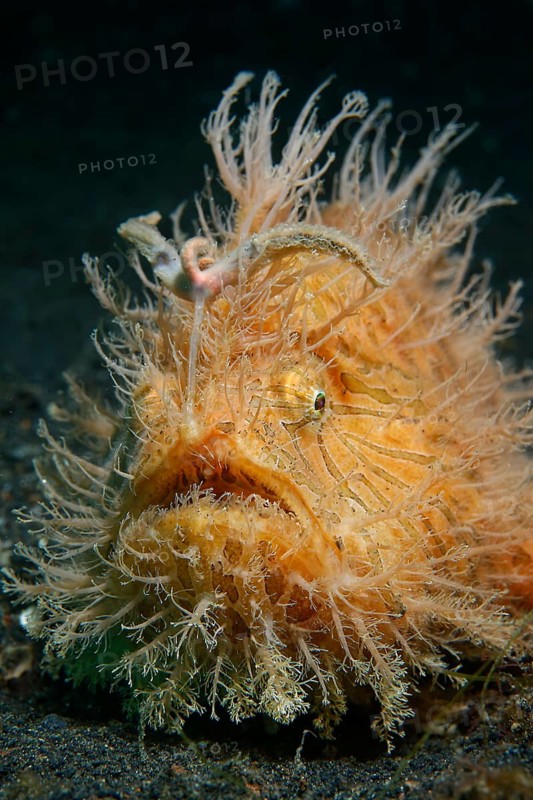 Shaggy frogfish or Hispid frogfish (Antennarius hispidus)