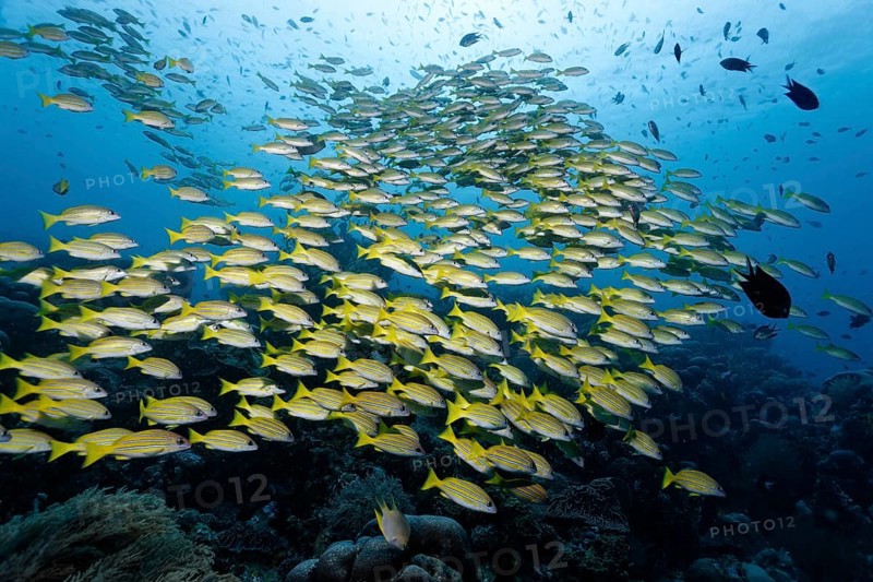 Big Fish Blue Snapper (Lutjanus kasmira) over coral reef