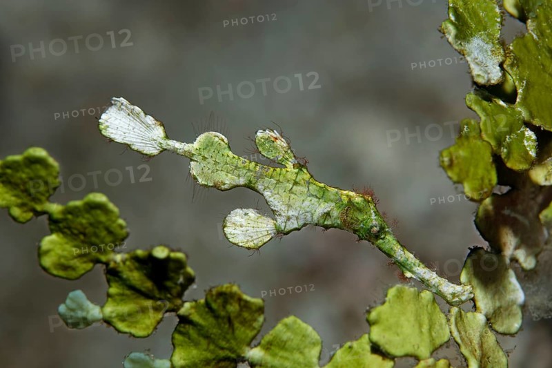Halimeda ghost pipefish (Solenostomus halimeda)