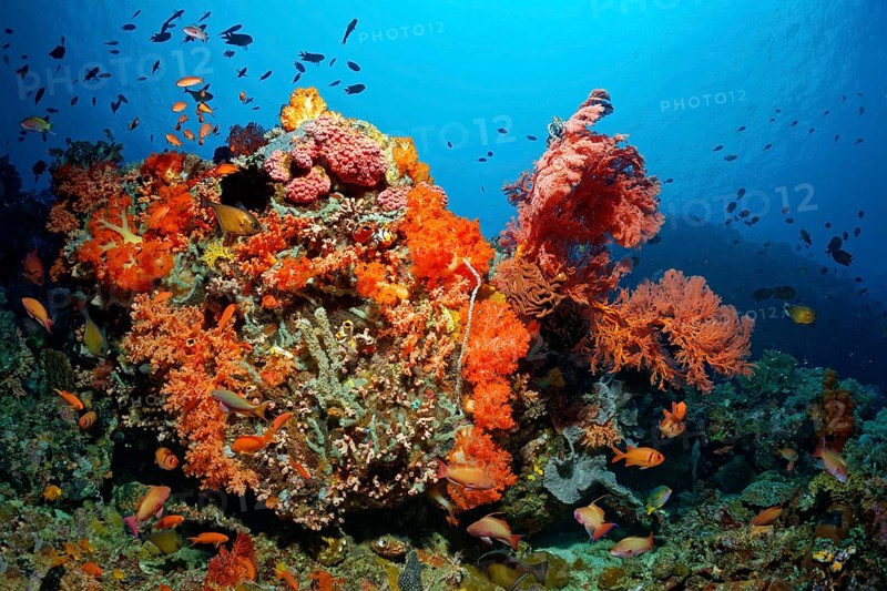 Coral colony