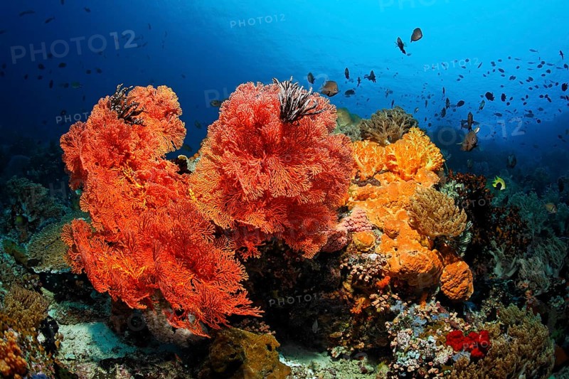 Coral colony