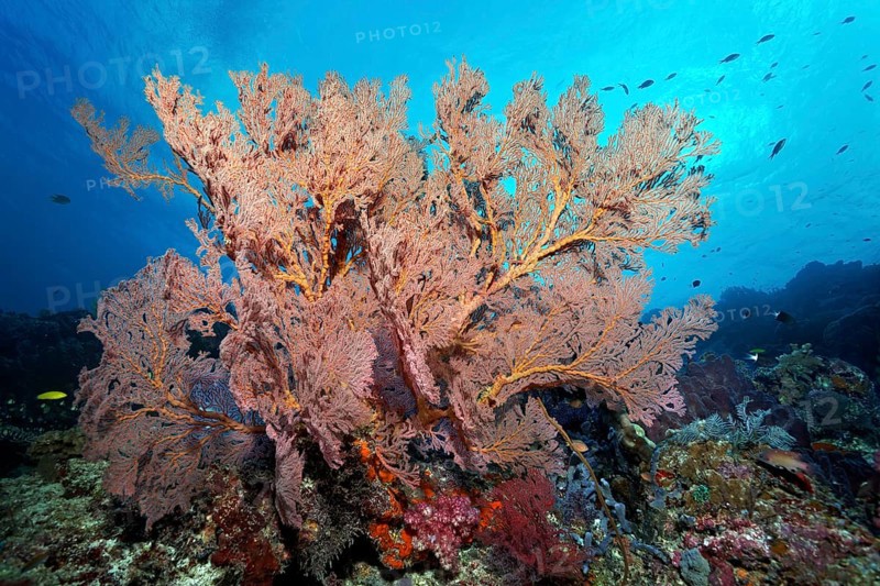 Large gorgonian (Melthaea sp.)