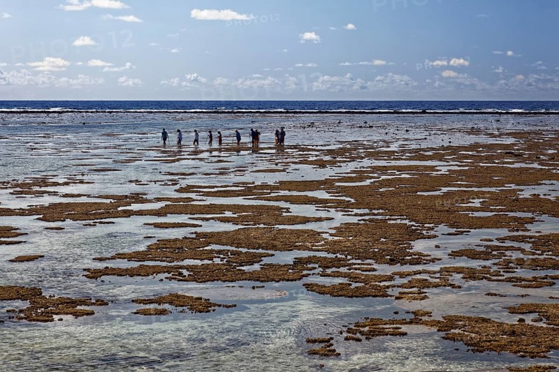 Tourists observe animals in rockpools