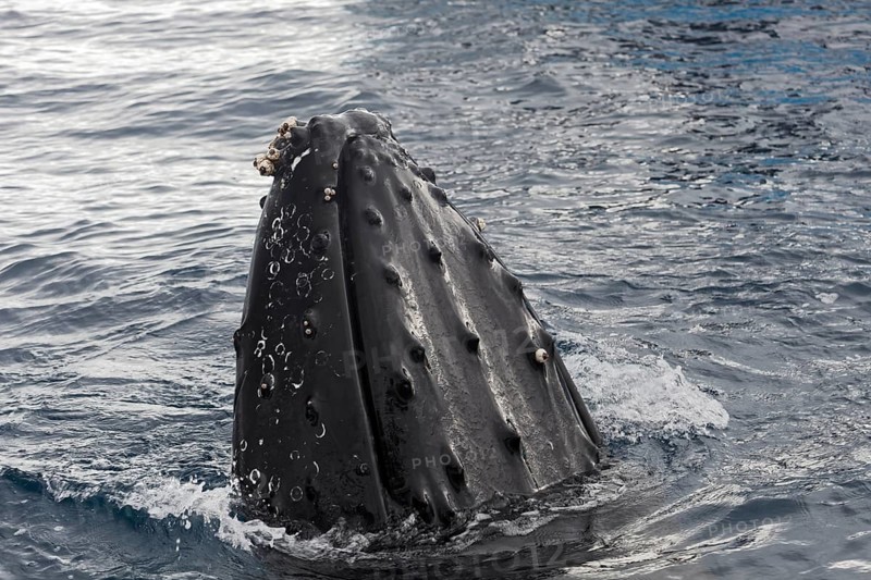 Humpback whale (Megaptera novaeangliae) with barnacles (Balanus sp.)
