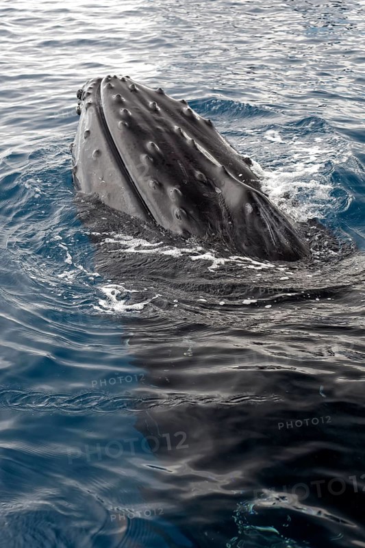 Humpback whale (Megaptera novaeangliae)