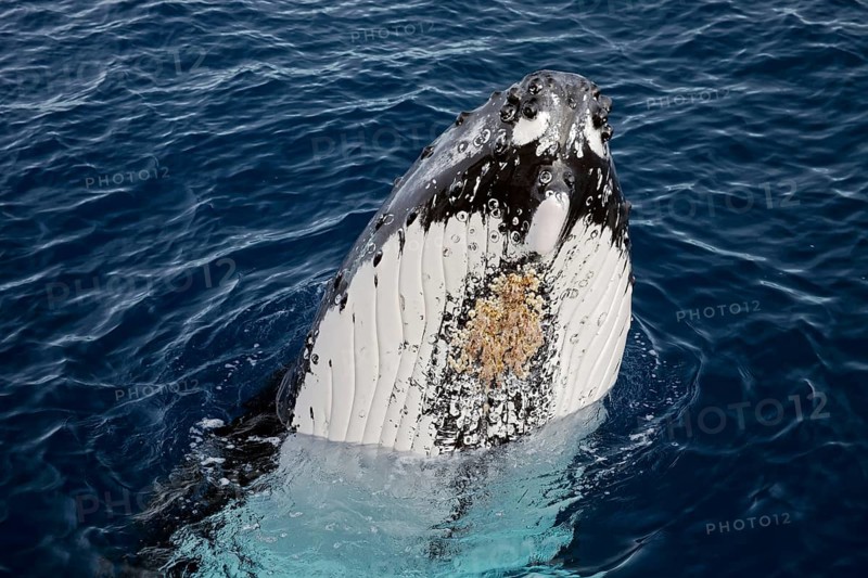 Humpback whale (Megaptera novaeangliae)
